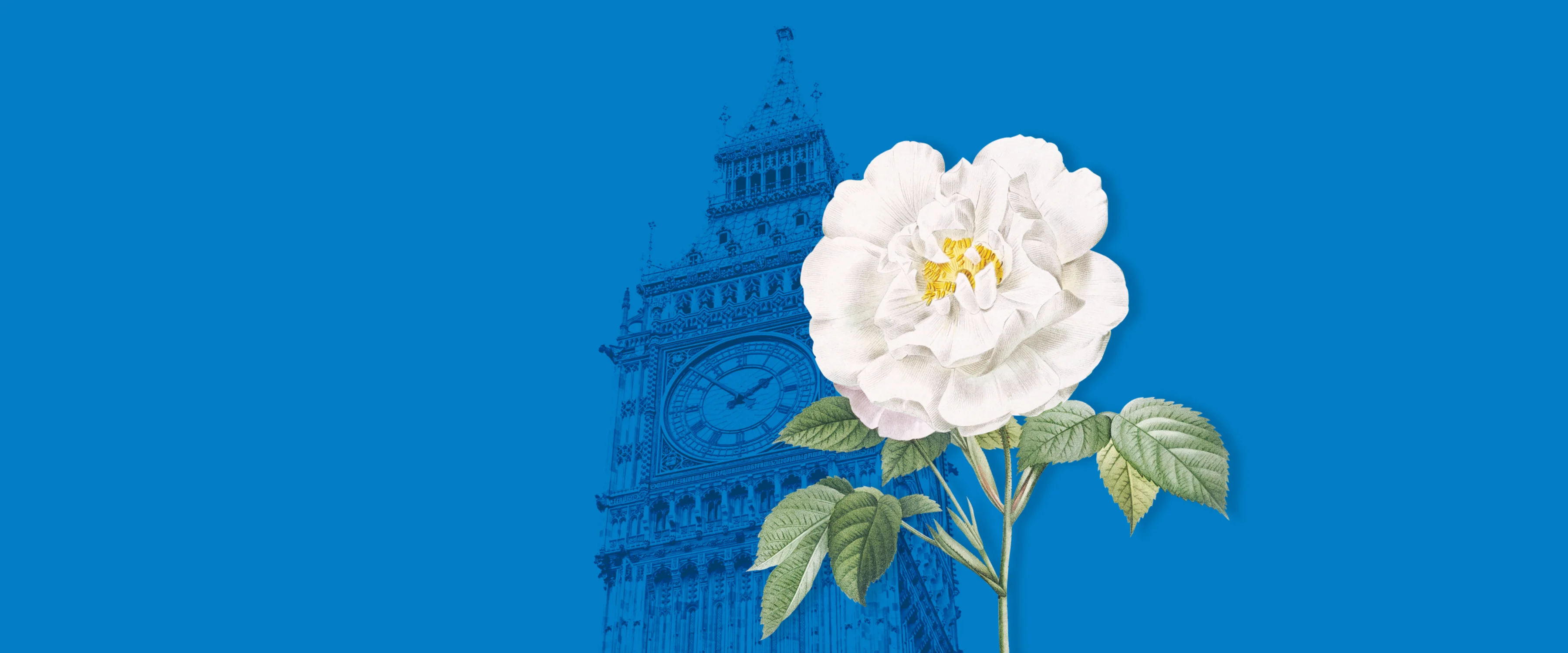 An illustrated single white rose set against a blue background which contains